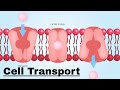 Cell Membrane Dynamics and Transport Mechanisms