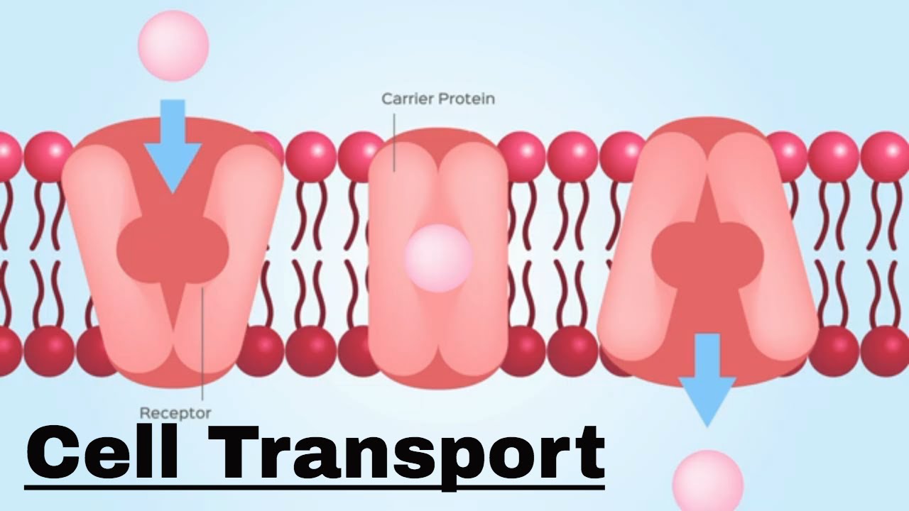Cell transport- Passive and Active Transport