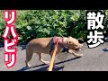 【犬とリハビリ】かる〜くピットブル ソフィちゃんと散歩！