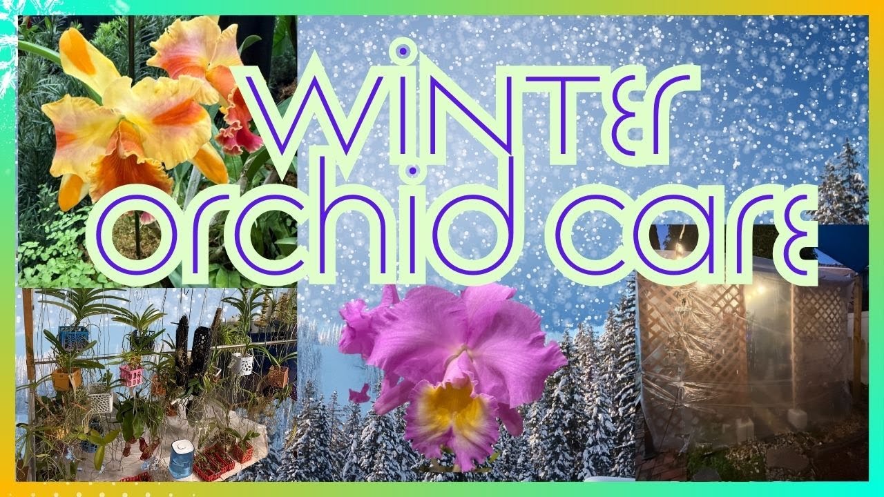 Руководство по уходу за орхидеями зимой ❄️ | Какие орхидеи могут переносить низкие температуры?