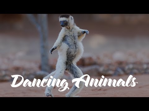 funny-dancing-animals-video-compilation!