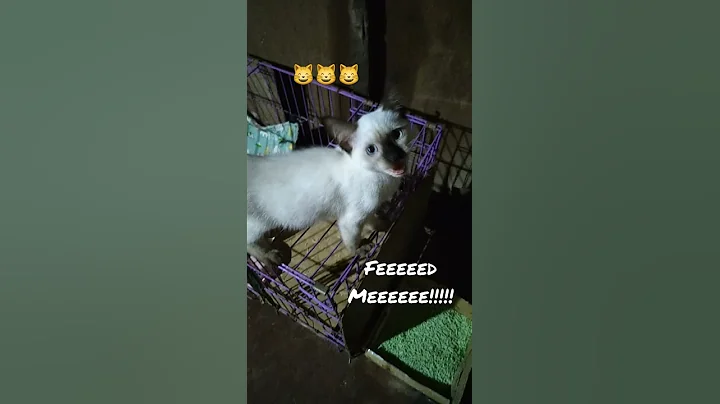 Watch the video about Siamese and friends begging to be fed 😂