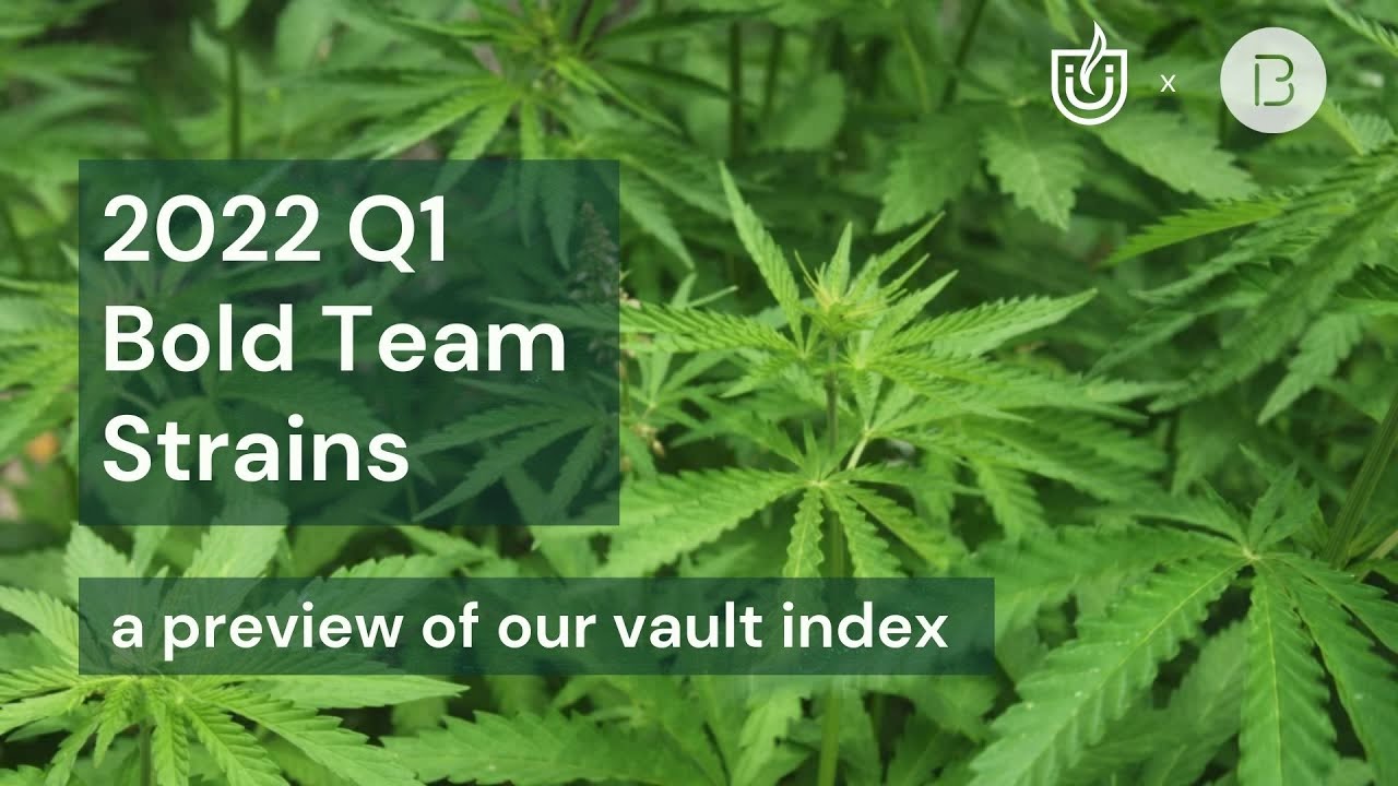 Bold Team | Genetic Index | Q1 W22