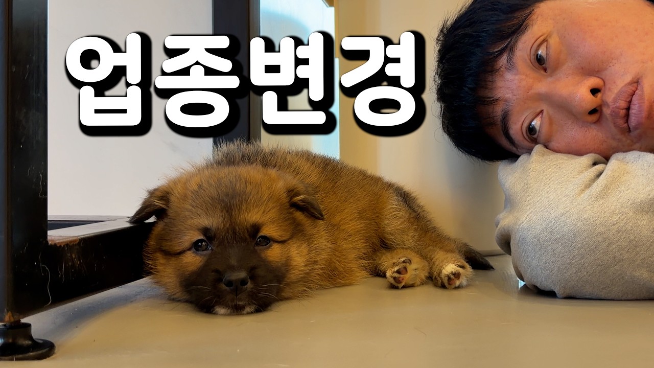 진짜 고양ㅇ..아니 개판 5분전