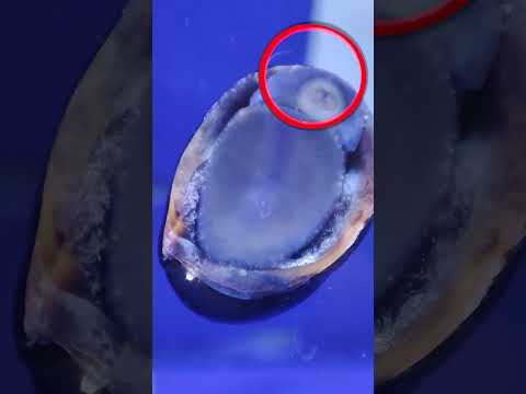        دهن حلزون رو تا حالا دیدی