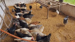 Using 2 natural products in chicken water, health in your chicken farm