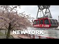 New york city walking tour spring 2024 4k nyc  roosevelt island cherry blossoms walk 2024
