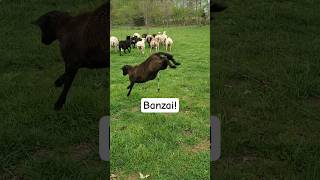 Moving the Sheep to Fresh Grass #homestead #farm #cute #shorts #shortsfeed