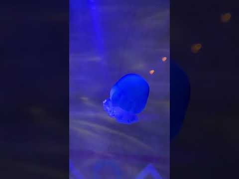 Рыбка немо, крилатка, медузы в аквариуме. #fish #nemo #jellyfish #shorts #legoland