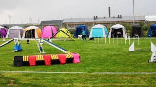 Enya Agility 1 Tidaholm BK 20190901 3a med pinne
