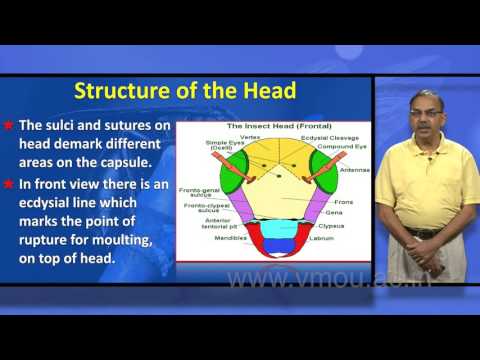 Insect Morphology And Systematics ICAR E course Free PDF Book Download ...