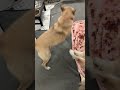 こんな感じで2日に一度ワサビが泊りに来てます