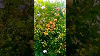 hedge plant this plant is most used gerden decoraded#gerden #decoration #flowers #viralvideo #
