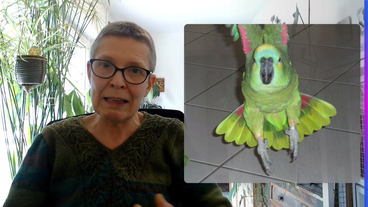 Blaustirnamazonen und Aggressivität