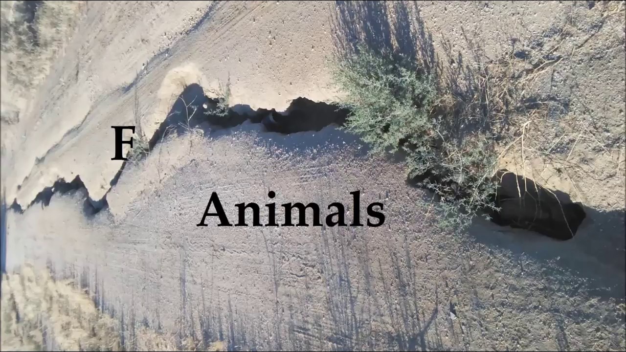 F*** Animals  - Queer Sounds