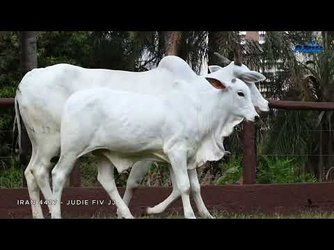 IRAN 4427 - JUDIE FIV JJ - LOTE 12