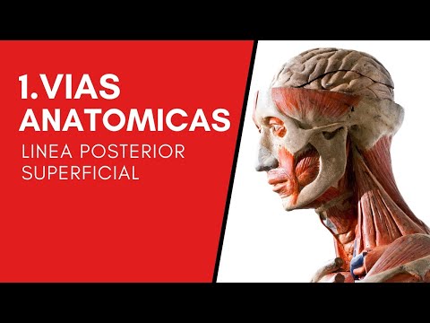 1/12. Vías anatómicas. Línea posterior superficial del Anatomy Trains.