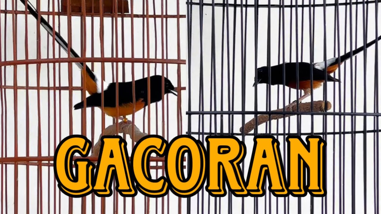 SERI F4 LARWO DAN GACORAN HARGA BPJS‼️