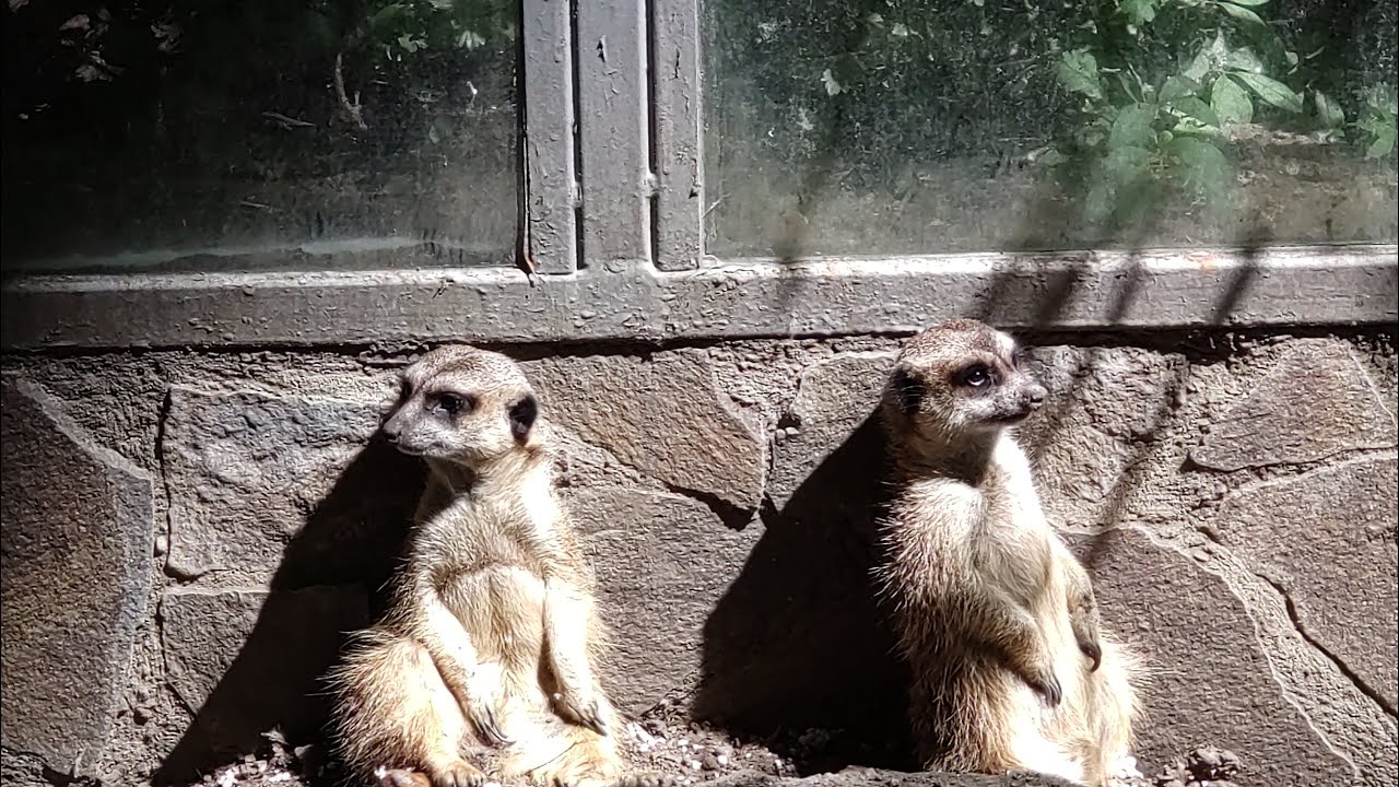 Nyíregyházi Állatpark - Sóstó Zoo 2022. május