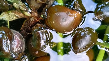 phát hiện ốc nhồi bị đơ bỏ ăn ... Và phương khắc phục