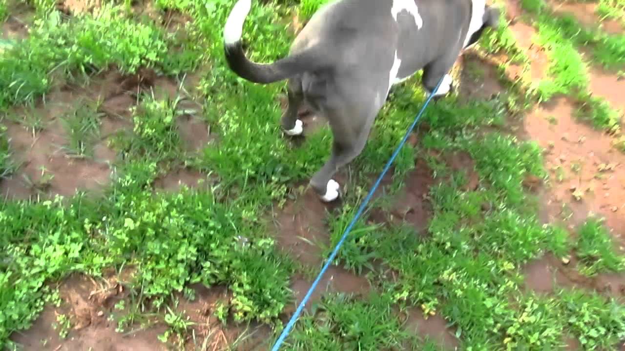 I am 3920 Douglas County Animal Control March 13 2012