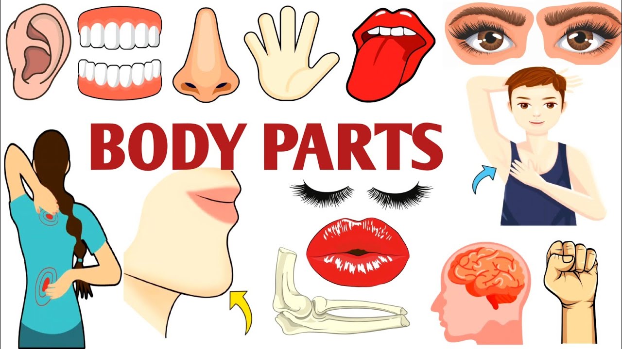 Parts of the Body | Parts of the Body for LKG Kids | Learn Body Parts & Sense Organs | #partsofbody 
