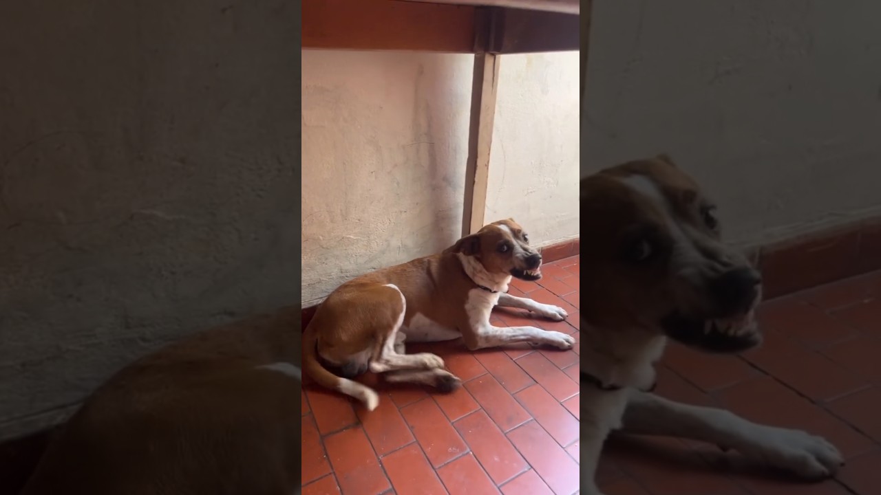 Bob Oficial ® Zovo do Bob 🤣🤣🤣🤣 #shorts #bob #boboficial #viralvideo #dog #cachorro