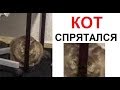 Лютые приколы. Мой кот самый хитрый (нет)