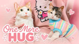 Custom Pet Plush Review 🧡 Our Cuddle Clone of Our Cat Cookie Brought Us to Tears