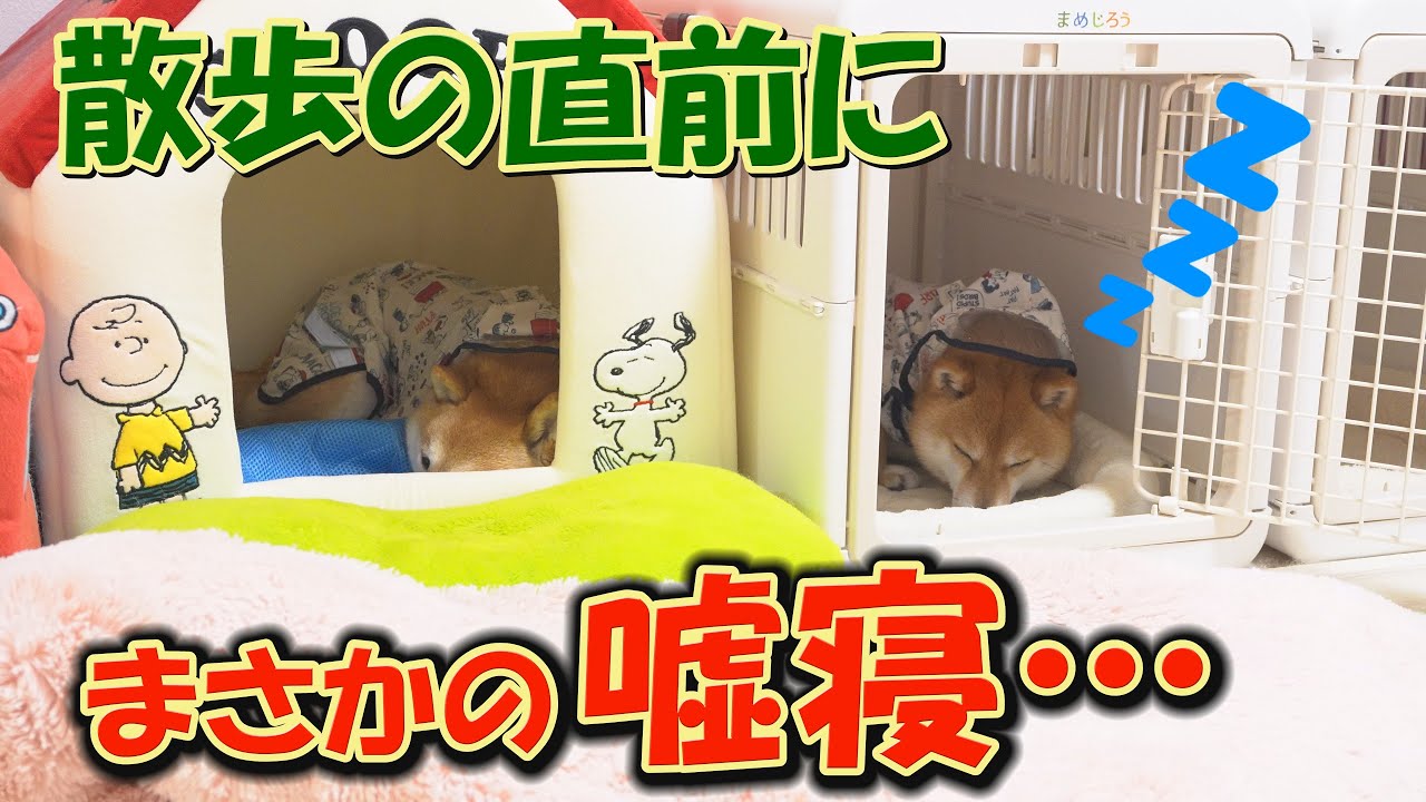 大嫌いな雨の日のお散歩に、拒否柴を発動する柴犬達が可愛すぎました♥