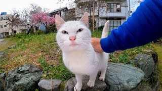 公園の入口付近にいた茶トラ猫は逃げる、そして白モフちゃんはどこまでも付いてくるようになった