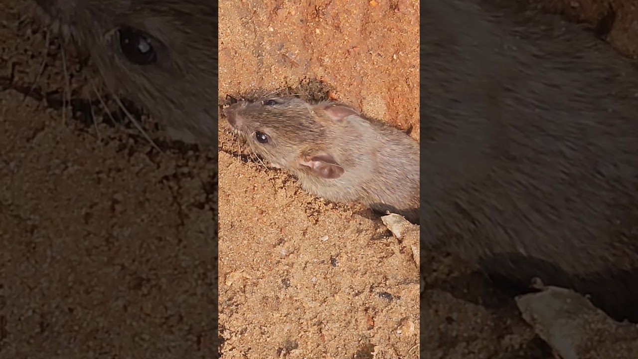 Mouse video for cats to watch | 