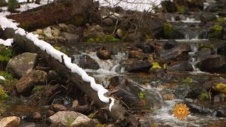 Nature: Great Basin National Park