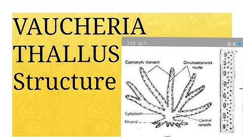 Lecture 01: VAUCHERIA (Thallus Structure)