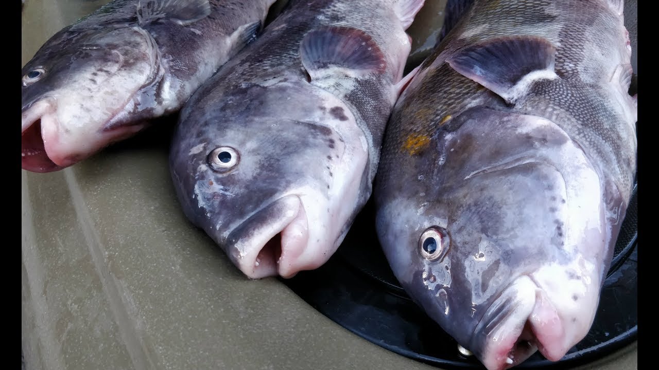Kayak Blackfish on Jig in the Shallow Long Island Sound Ep. 70 YouTube