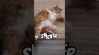 thicker than a snicker | funny cat shorts #shorts #funny #cat #funnycats #catshorts #funnyshorts