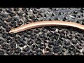 Slow worm  Nature