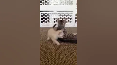 Video 1033201: f5 savannah kitten, savannah snow kitten, exotic savannah, breeds savannah, rare breed exotics