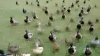 Ducks march - Funny Animals - Ducks Attack