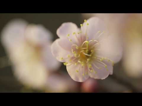 GReeeeN – キミマツ  (Short ver.)