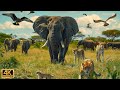 4K African Animals: Hwange National Park -Amazing African Wildlife Footage with Real Sounds in 4K #7