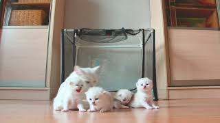 Крикуны не гуляют! Крикуны не гуляют!