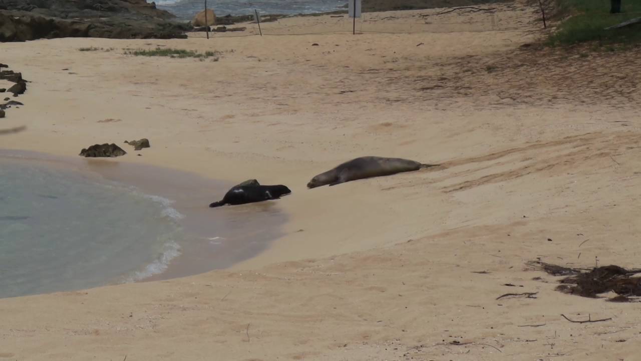 Monk seal pup swims into Hawaii pool for 2nd time