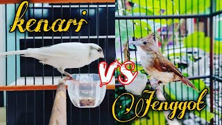 Download lagu Masteran kenari vs Jenggot JERNIH jeda dan pastinya cepat masuk