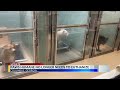 Paws Humane no longer needs to consider euthanizing for space