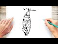 How To Draw A Pupa