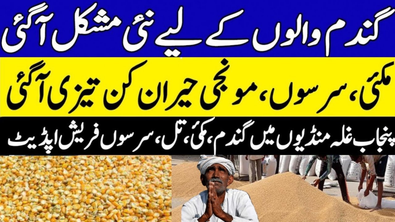 Today wheat price in punjab | گندم کا ریٹ 2025 | gandam rate today ...