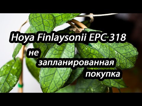 Hoya Finlaysonii EPC