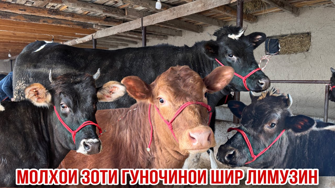 Лимузин бугуз гуночинои чорное пестрие шири арзон Нуриддин полвон 15 января 2026 г.