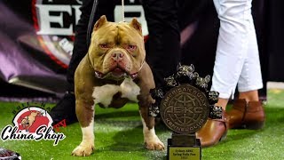 ABKC Australia Spring Bully Fest 2017- SYDNEY AUSTRALIA